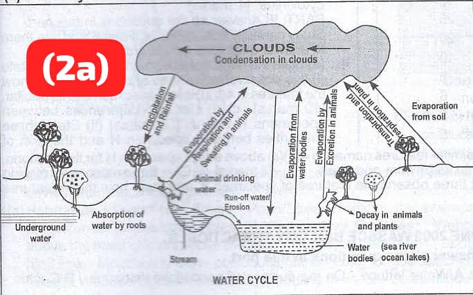 Draw a well-labelled diagram of the water cycle